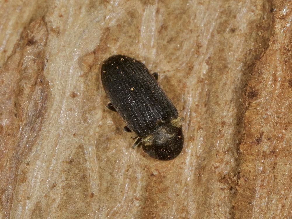 Anobium denticolle? (Anobiidae)